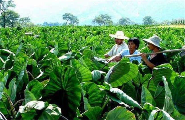 槟榔芋种植技术