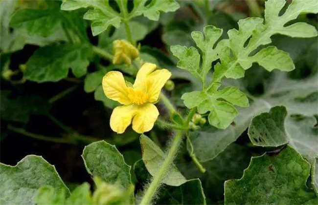 西瓜花粉少原因及防治措施