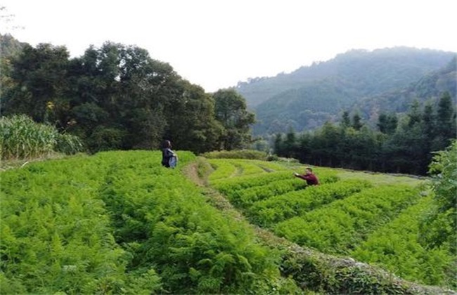 农药化肥 使用 存在问题