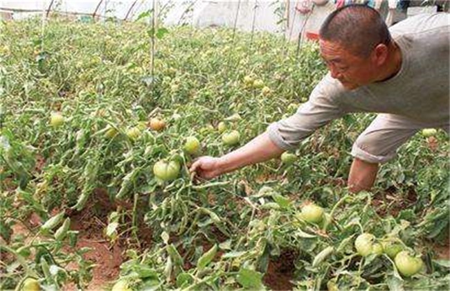 瓜果类蔬菜早衰的预防措施