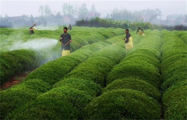 生物农药 使用注意事项