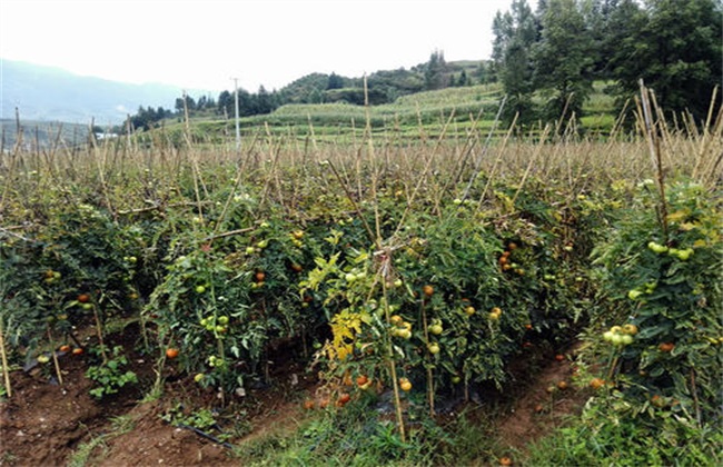 夏季西红柿 肥水管理