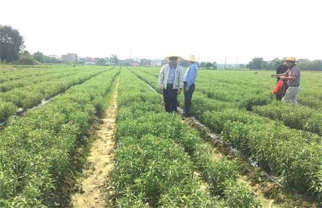 甜叶菊移栽及田间管理