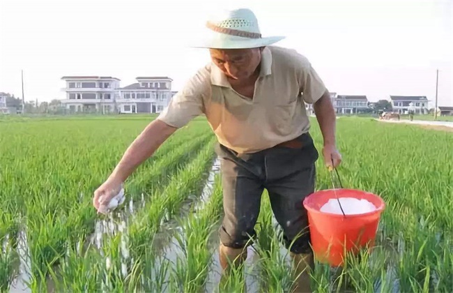 尿素施用常见误区