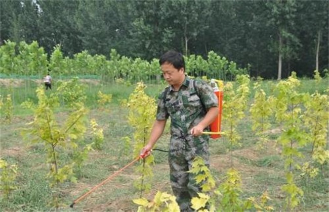 雨季如何 使用农药