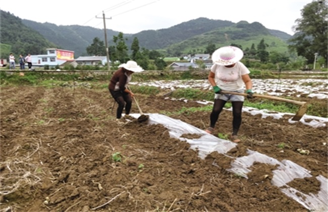 蔬菜 地膜覆盖 常见误区