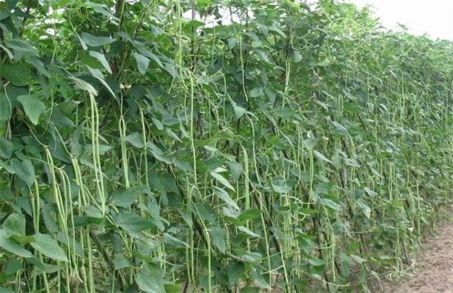 春季露地豆角种植技术