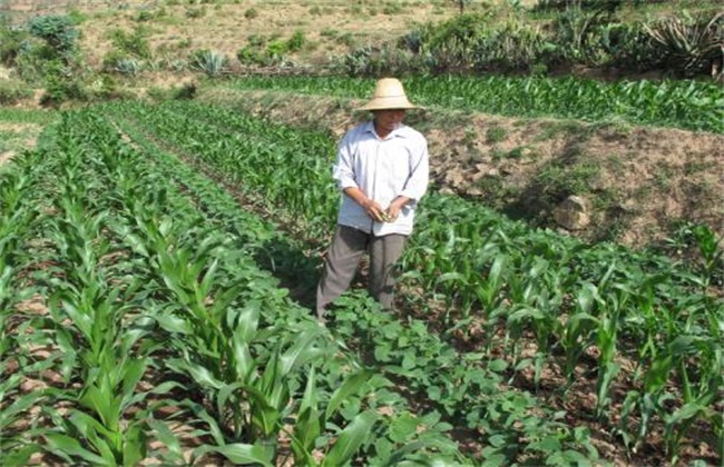 春玉米 种植时间 方法