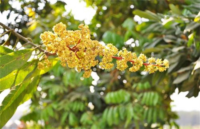 植物生长调节剂 优点