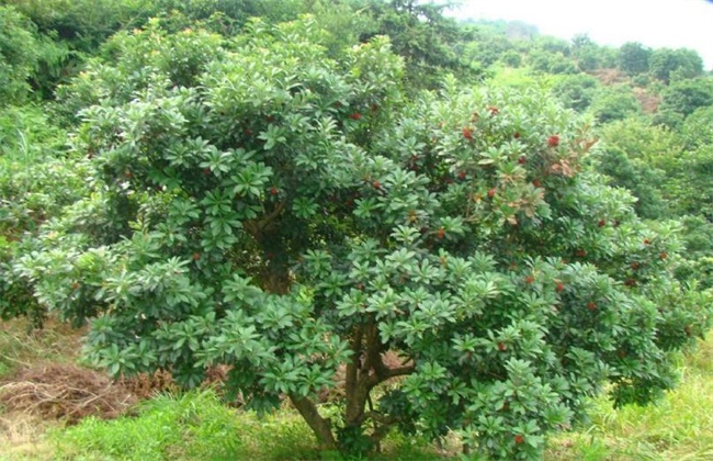 杨梅疏花疏果技术