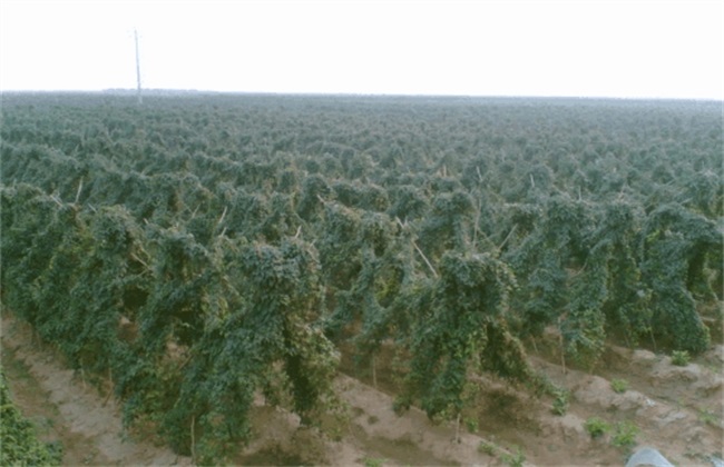 山药 种植时间 管理