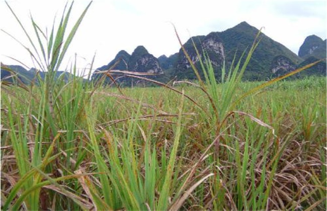 甘蔗除草剂药害补救措施