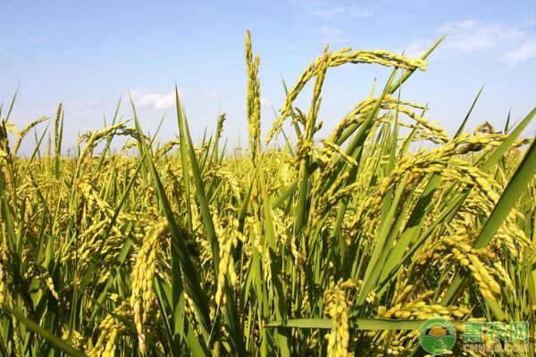 水稻怎样提高产量?水稻高产种植管理技术