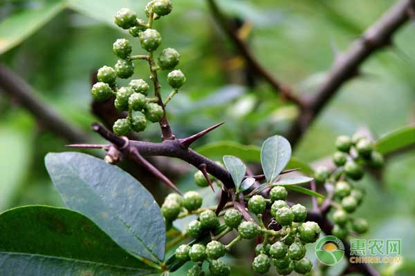 青花椒如何施肥?青花椒水肥管理技巧