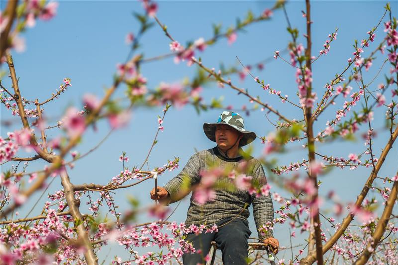 河北邯郸邯山区：果农抢抓农事给桃花授粉，一派农忙景象