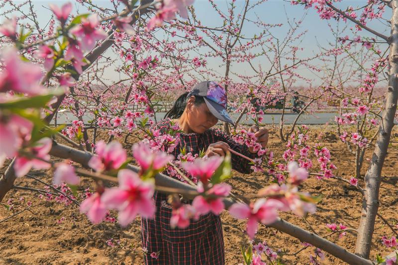 河北邯郸邯山区：果农抢抓农事给桃花授粉，一派农忙景象