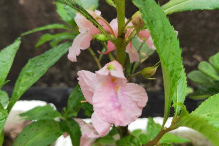 鳳仙花花語,花期多長