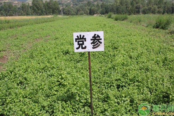 疫情過後中藥材種植迎來黃金期3類藥材前景好銷路穩