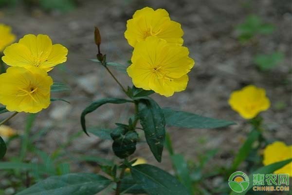 月见草价格多少钱一斤?种植前景如何?（附栽培技术）