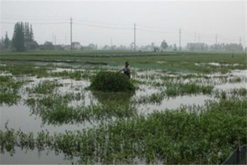 梅雨期长江中下游或出现较重汛情！具体会影响到哪些地区？附防御措施！