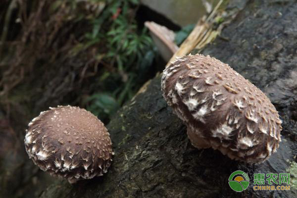 香菇多少钱一斤?种植前景如何?（附栽培技术）