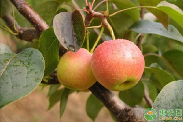 南果梨种植前景怎样?为什么有酒香味?（附种植技术）