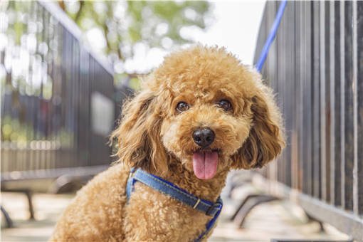 浙江宁波严禁遗弃虐待犬只