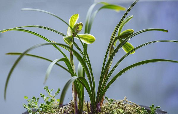 瓜子皮、花生壳……这些垃圾不要扔,用来养花效果棒极了