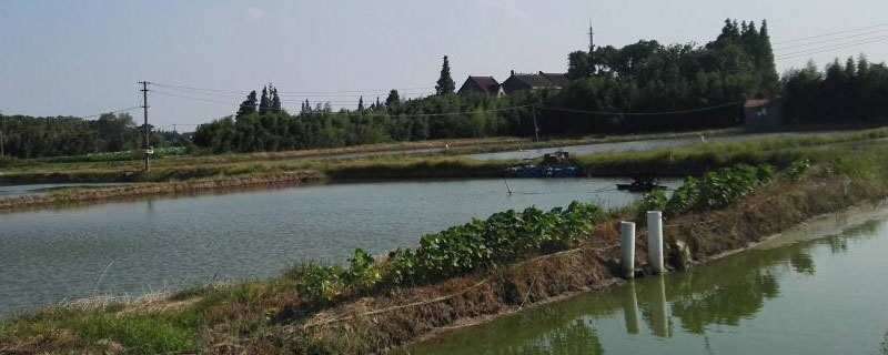 养鱼池塘怎么建？