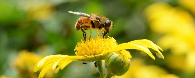 蜜蜂被农药害了怎么办？