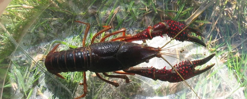 生物除锈酶洗小龙虾安全吗？