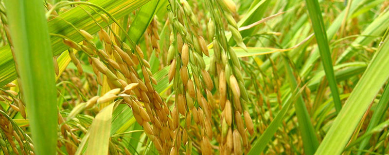 北宋从越南引进什么水稻品种？