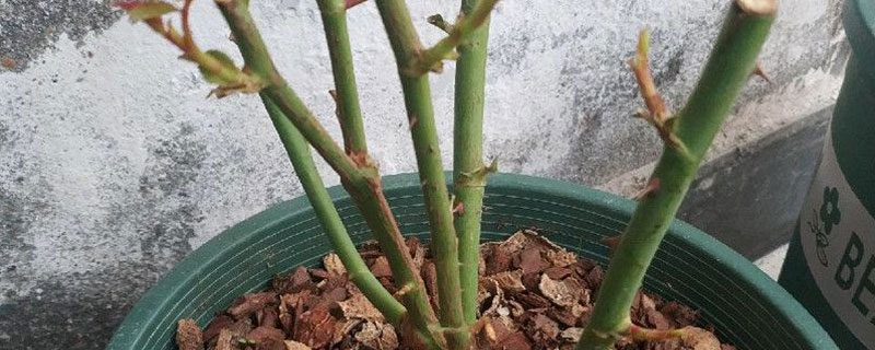 月季裸根苗的栽植方法？