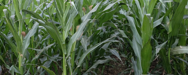 玉米苗前封闭除草剂打完下雨行吗？