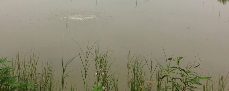 龙虾池水浑浊是什么原因？