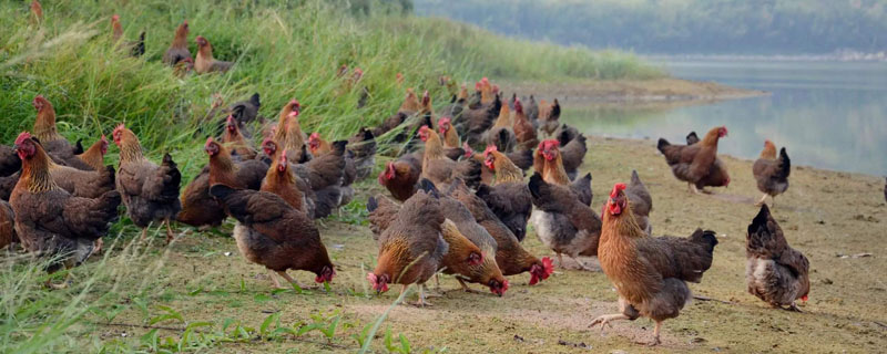 拜城油鸡生长的有利自然条件？