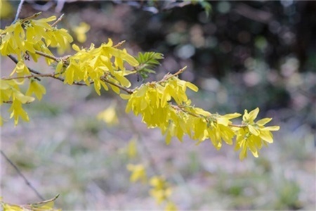 石家庄适合养什么花,市花和市树是什么