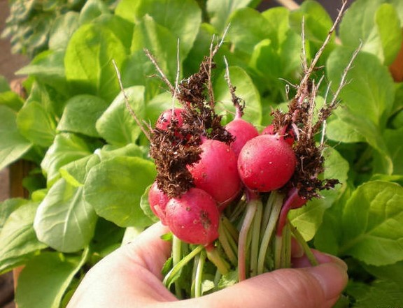 拇指大的“萝卜”,头顶枝叶炒菜吃,全家饭桌