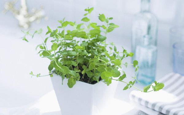 家里种植茉莉花、薄荷、金银花可以用它来泡水喝