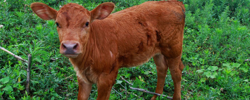 新生牛犊多久排便正常？