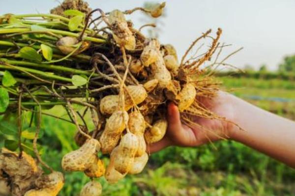 花生怎么种植，花生的种植时间和方法