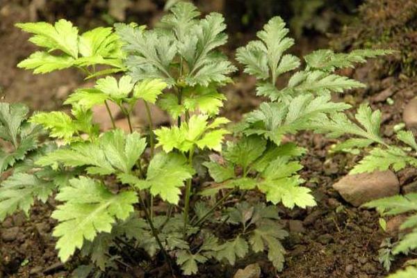 黄连种植技术和亩收益，附常见病虫害防治方法