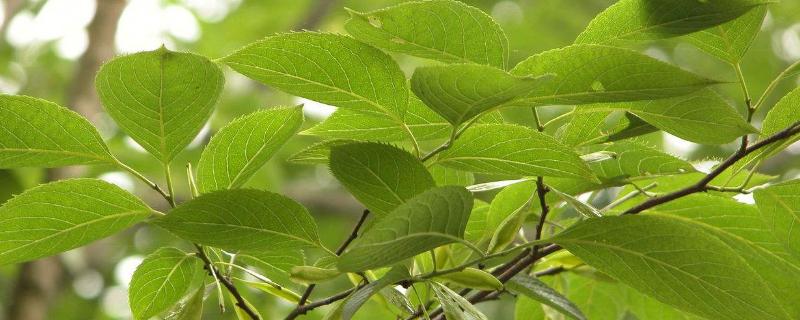 杜仲树种植几年见效益,前景如何