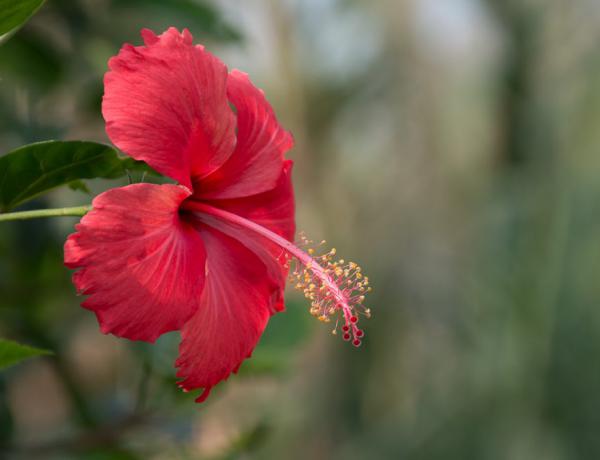 扶桑花和朱槿花有什么区别?