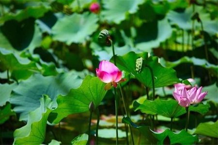 鞍山适合养什么花,市花和市树是什么