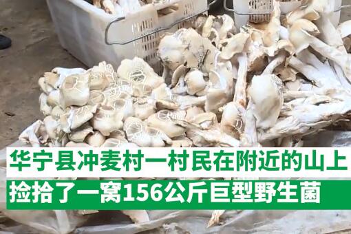 云南村民捡到312斤巨型野生菌具体是怎么回