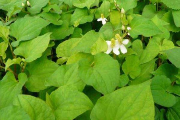 鱼腥草种植技术及亩收益