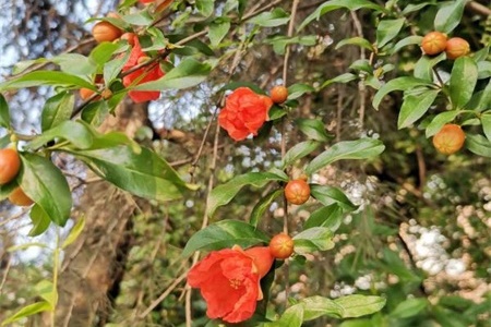 黄石适合养什么花市花和市树是什么