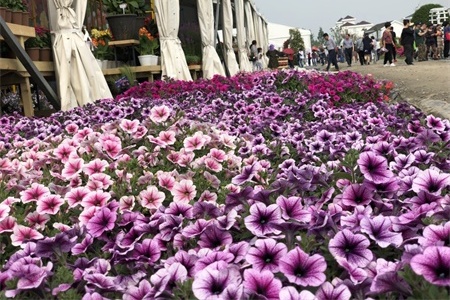 柳州适合养什么花,市花和市树是什么