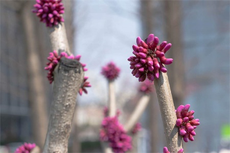 玉林适合养什么花,市花和市树是什么